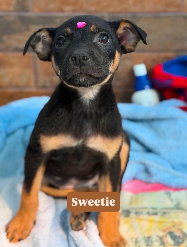 Sweetie, cachorro de porte pequeno para adoção em Rio de Janeiro - RJ