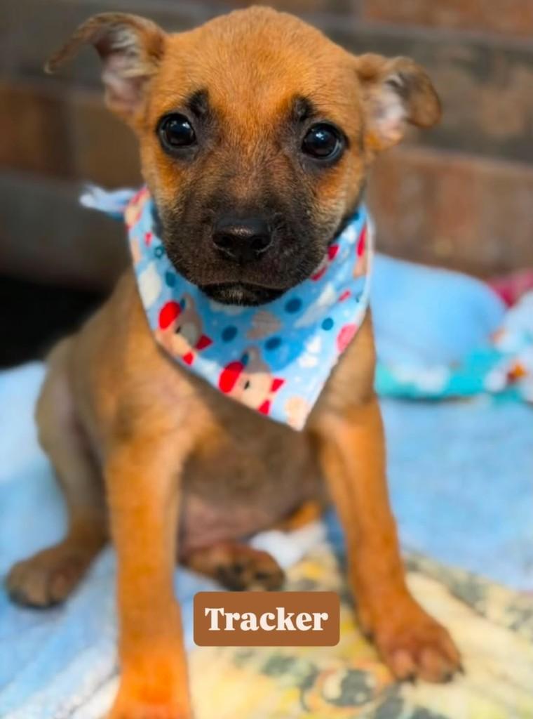 Tracker, cachorro de porte pequeno para adoção em Rio de Janeiro - RJ