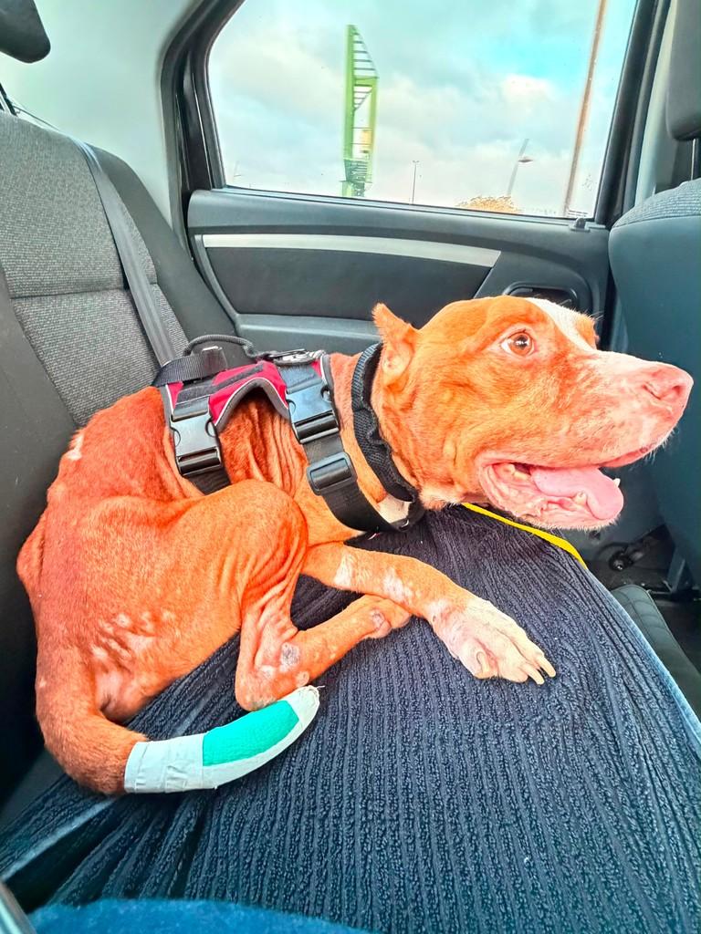 Tufão, cachorro de porte médio para adoção em Rio de Janeiro - RJ