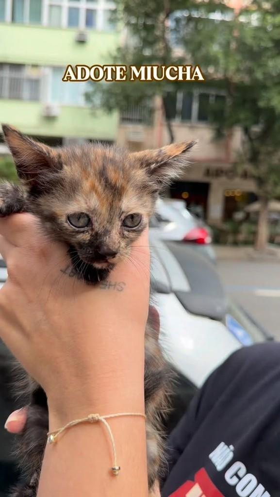 Miucha, gato de porte pequeno para adoção em Rio de Janeiro - RJ