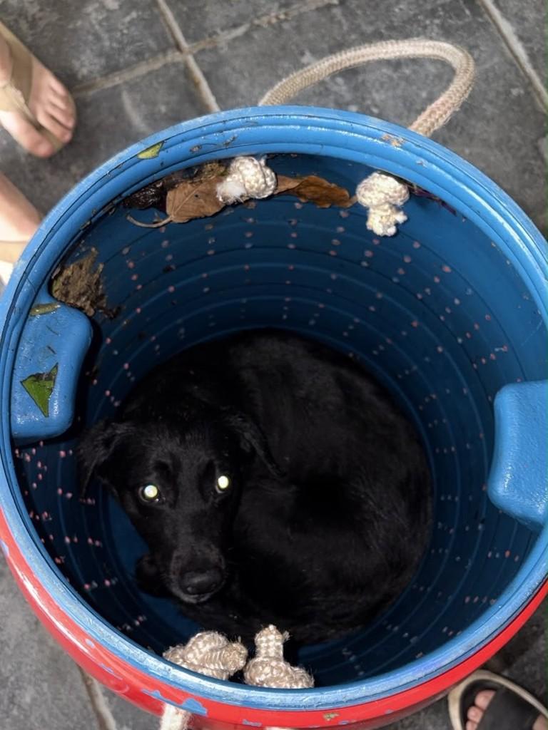 Rapel, cachorro de porte pequeno para adoção em Cantagalo - RJ