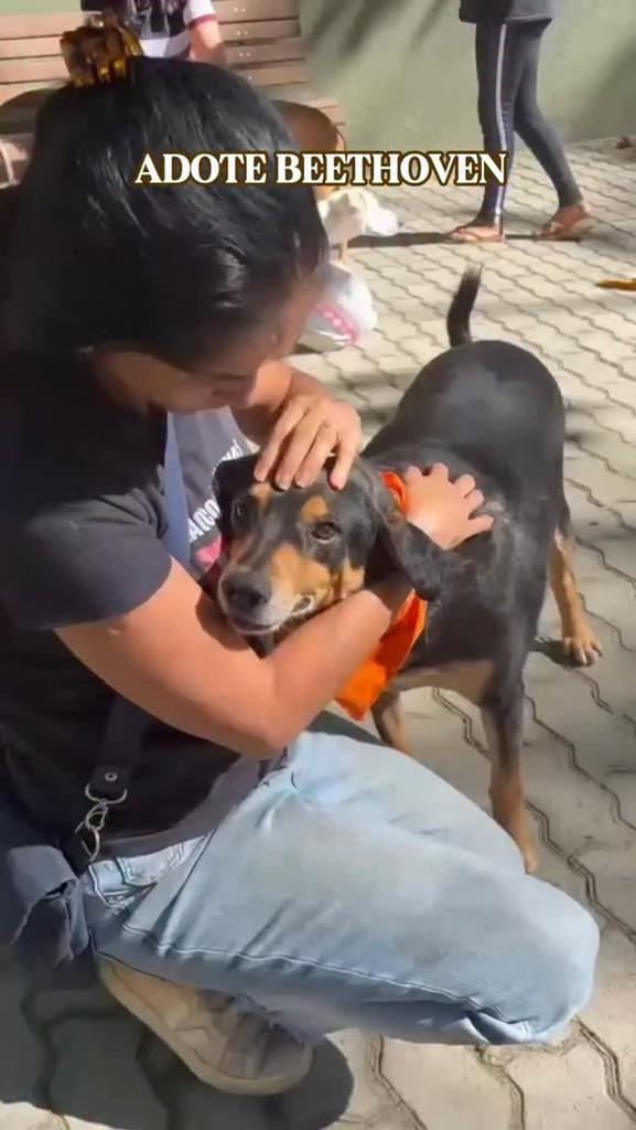 Beethoven, cachorro de porte pequeno para adoção em Rio de Janeiro - RJ