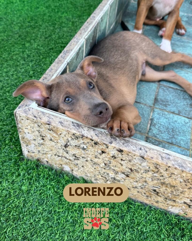 Lorenzo, cachorro de porte pequeno para adoção em Rio de Janeiro - RJ