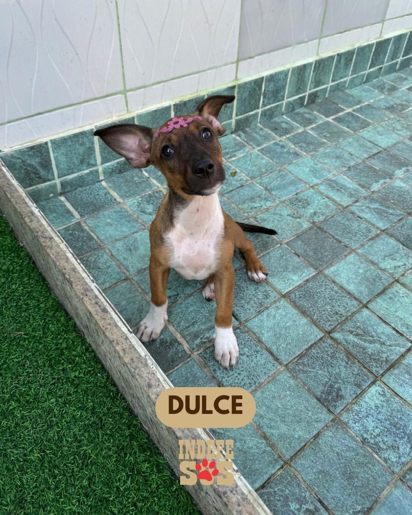Dulce, cachorro de porte pequeno para adoção em Rio de Janeiro - RJ