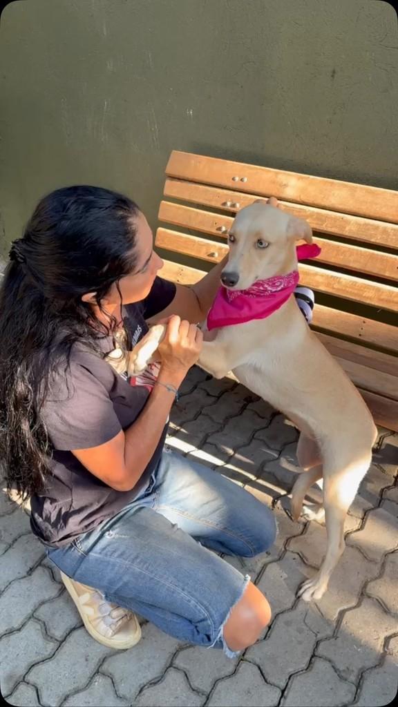 Sabrina, cachorro de porte médio para adoção em Rio de Janeiro - RJ