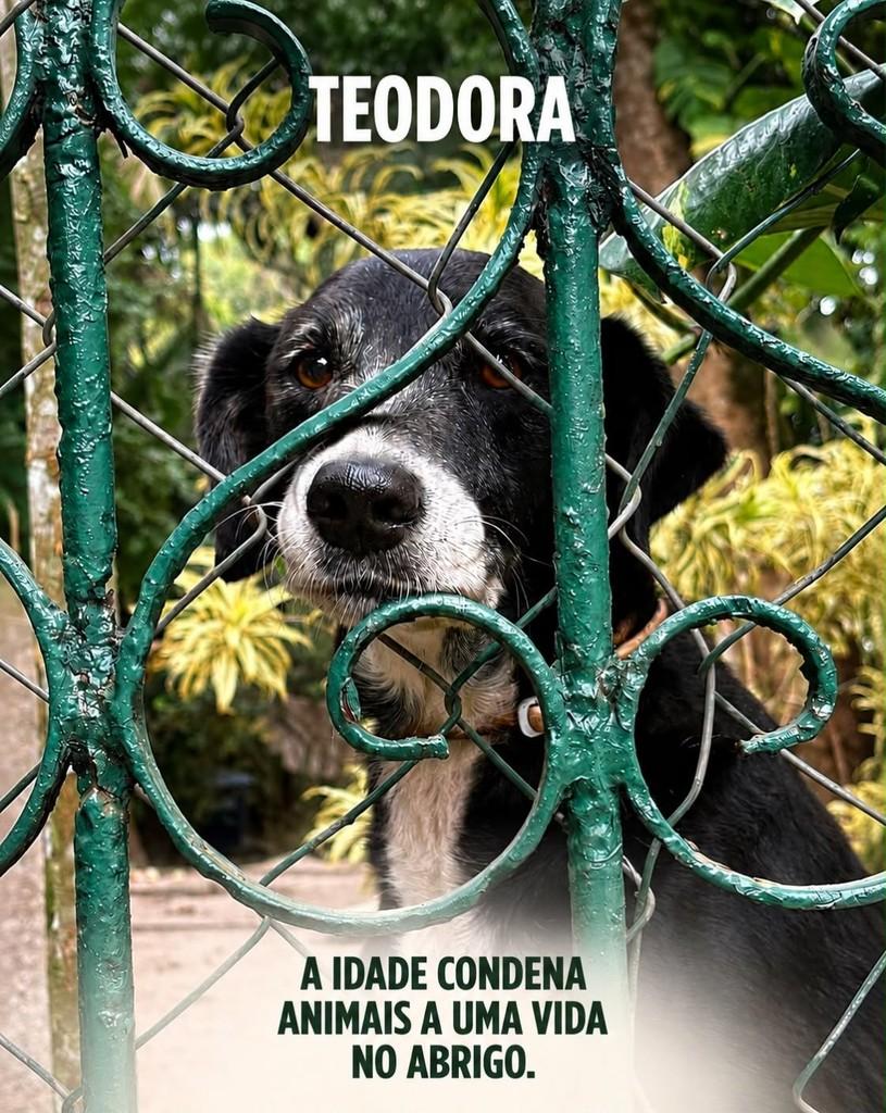 Teodora, cachorro de porte médio para adoção em Rio de Janeiro - RJ