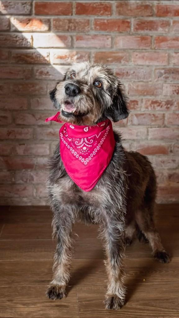 Micaela, cachorro de porte médio para adoção em Rio de Janeiro - RJ