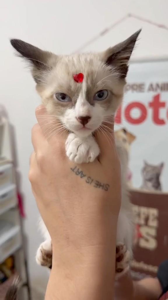 Linda, gata de porte pequeno para adoção em Barra de São Francisco - ES