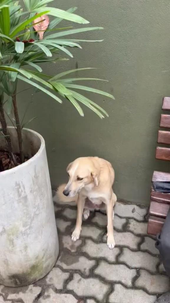Ramona, cadela de porte médio para adoção em Rio de Janeiro - RJ