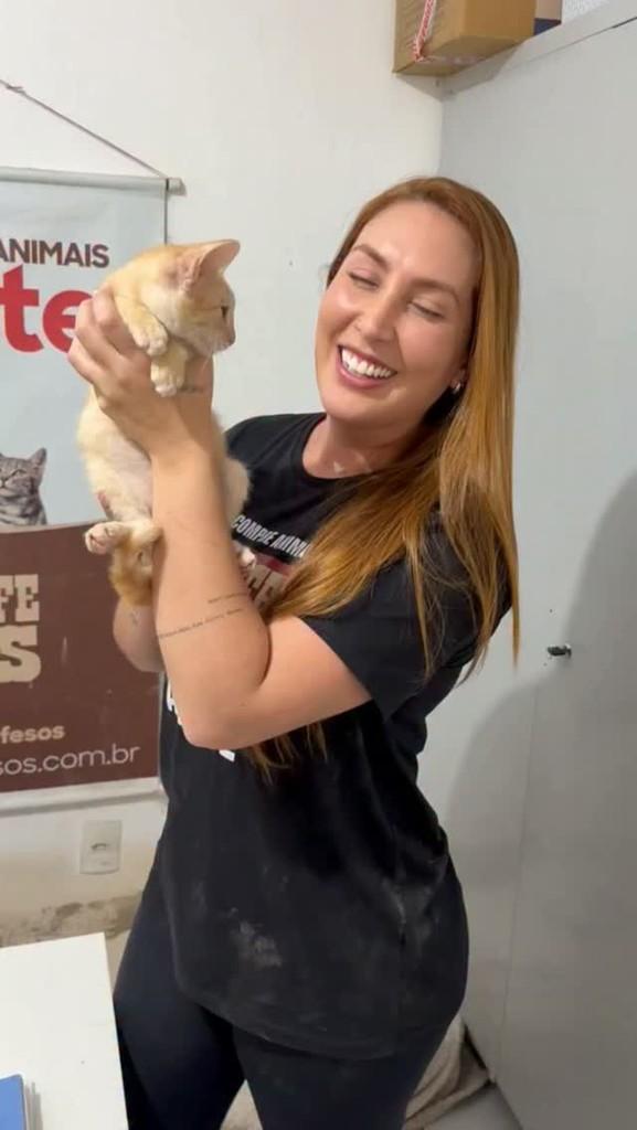 Garfield, gato de porte pequeno para adoção em Rio de Janeiro - RJ