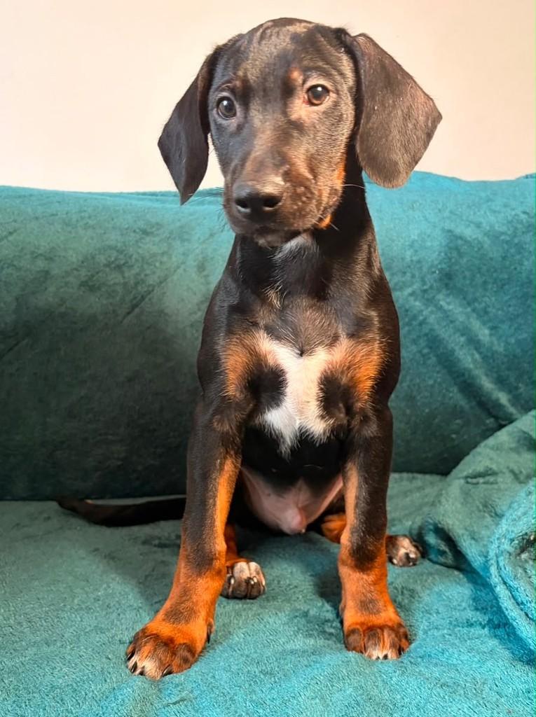 Teriyaki, cachorro de porte pequeno para adoção em Rio de Janeiro - RJ