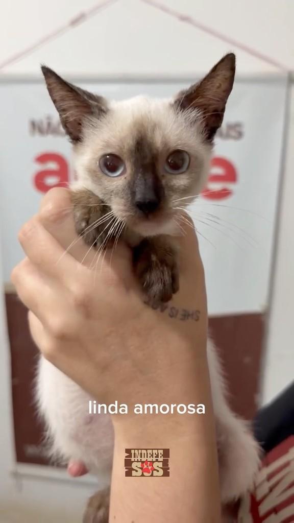 Aninha, gata de porte pequeno para adoção em Rio de Janeiro - RJ