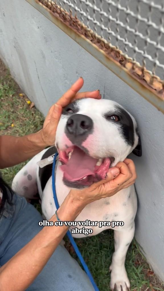 Maui, cachorro de porte pequeno para adoção em Rio de Janeiro - RJ