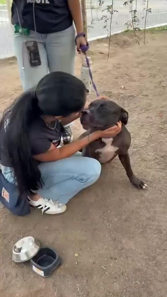 Pantera, cachorro de porte médio para adoção em Rio de Janeiro - RJ