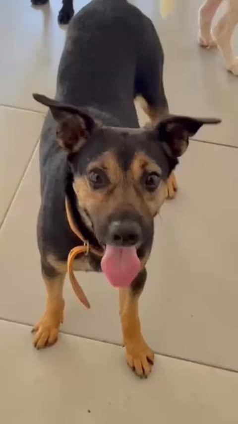 Digo, cachorro de porte médio para adoção em Rio de Janeiro - RJ