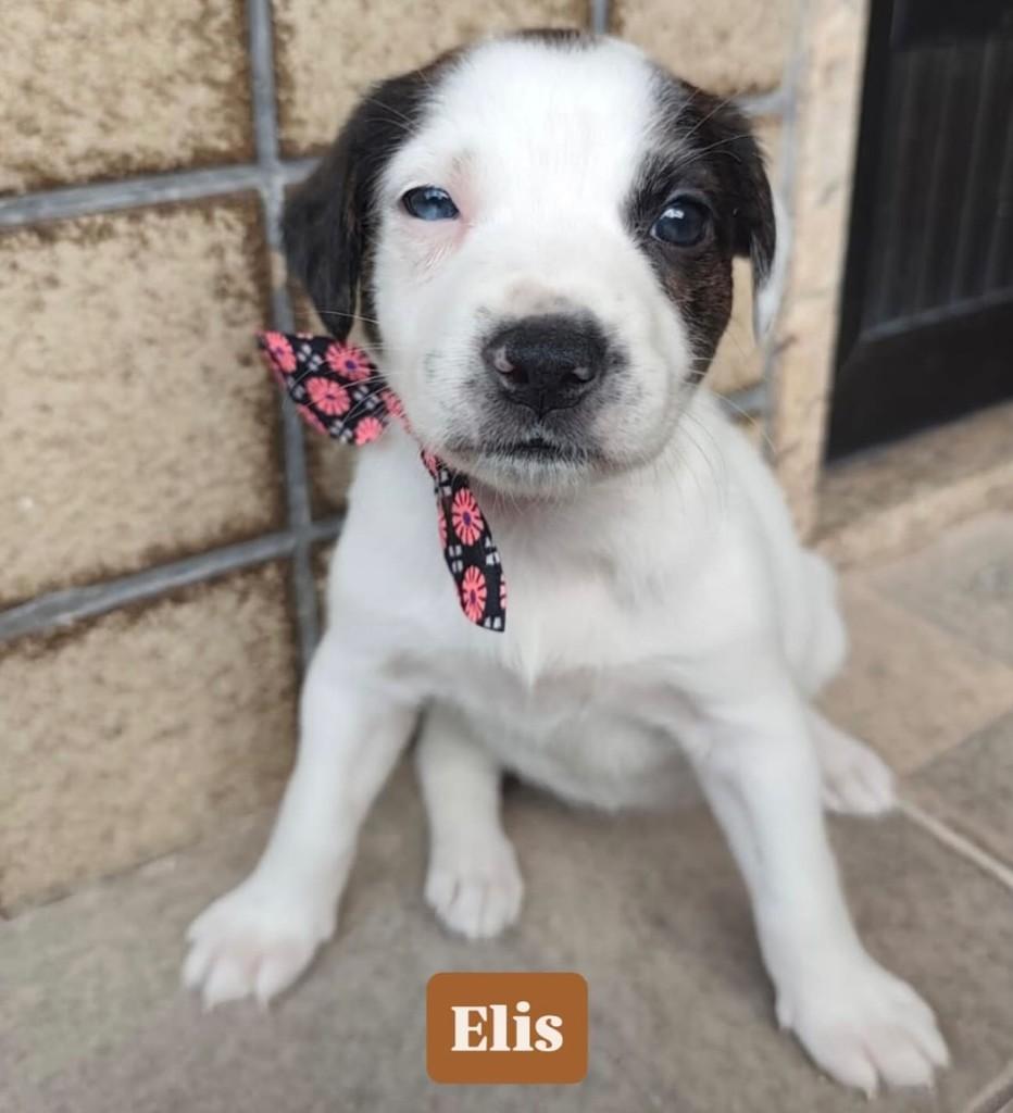 Elis, cachorro de porte pequeno para adoção em Rio de Janeiro - RJ