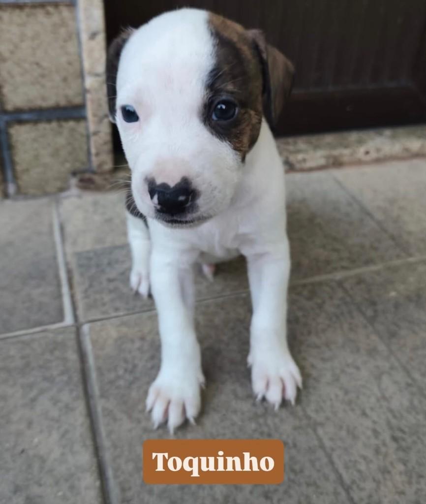 Toquinho, cachorro de porte pequeno para adoção em Rio de Janeiro - RJ