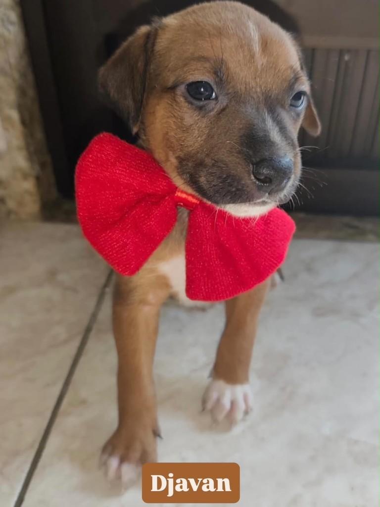 Djavan, cachorro de porte pequeno para adoção em Rio de Janeiro - RJ