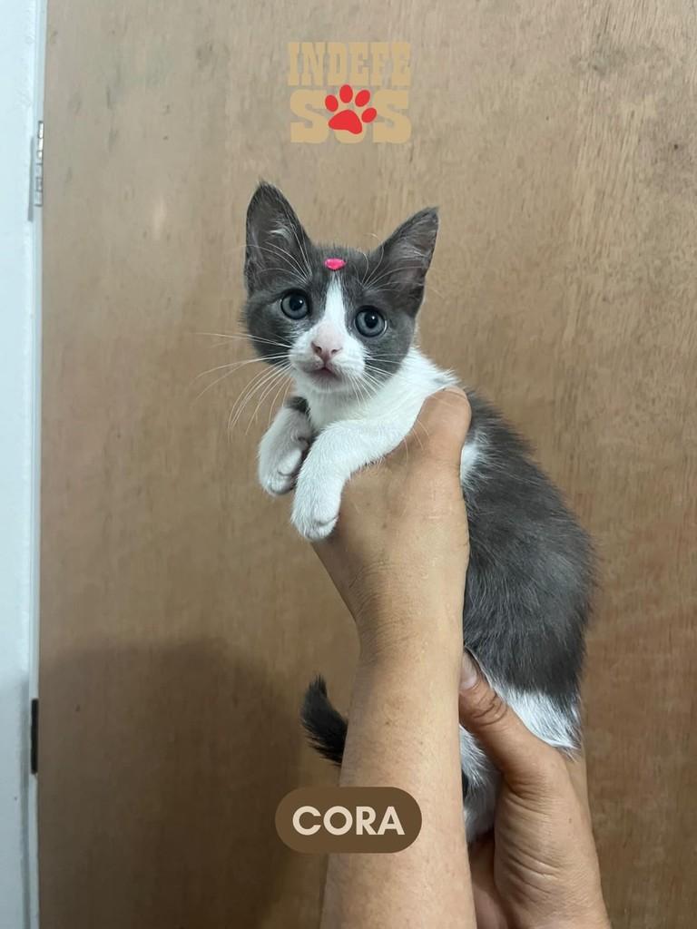 Cora, gato de porte pequeno para adoção em Rio de Janeiro - RJ
