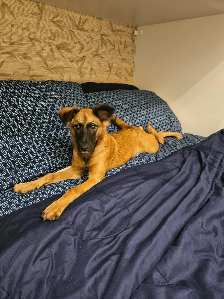 Adão, cachorro de porte pequeno para adoção em Rio de Janeiro - RJ