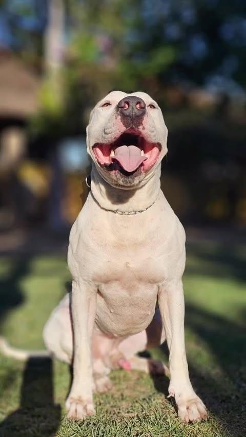 Max, cachorro de porte grande para adoção em Rio de Janeiro - RJ
