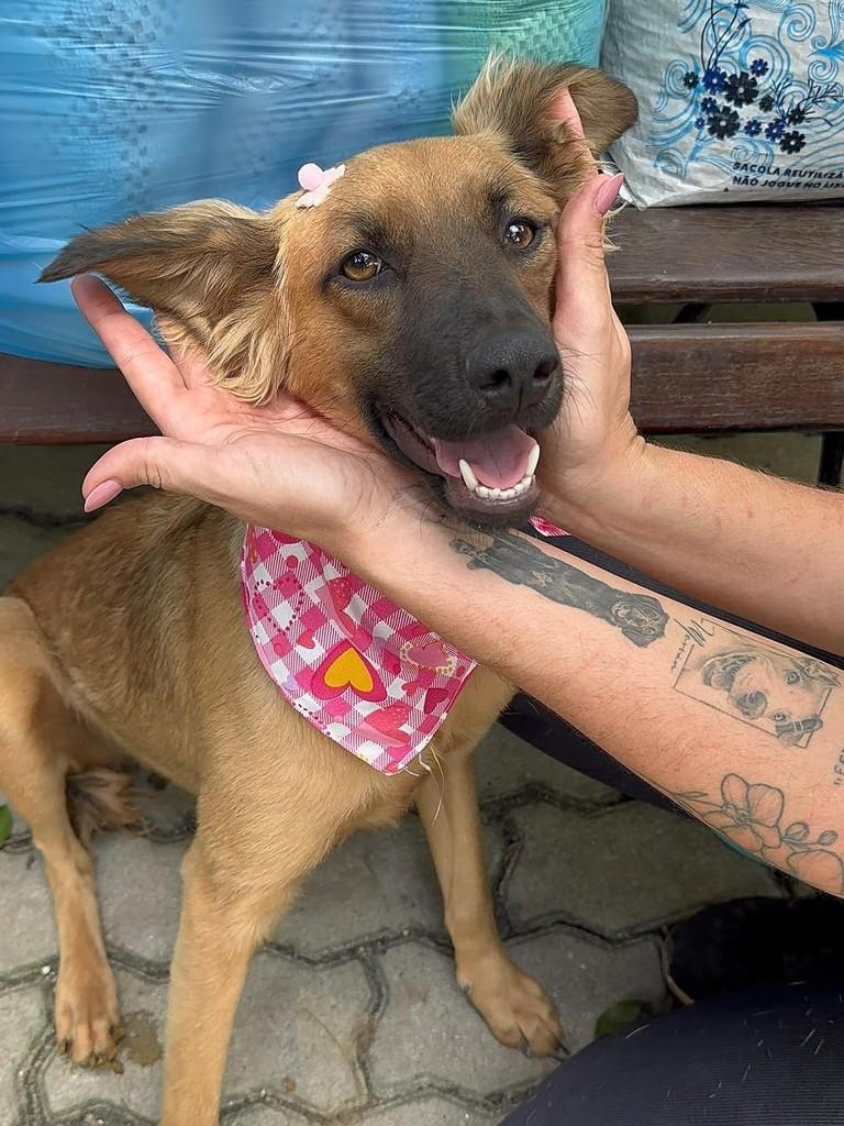 Zoe, cadela de porte médio para adoção em Rio de Janeiro - RJ