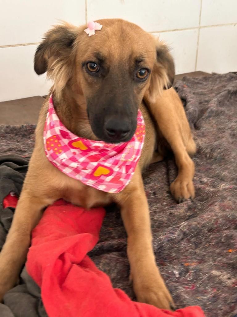 Zoe, cadela de porte médio para adoção em Rio de Janeiro - RJ — foto 2 de 2