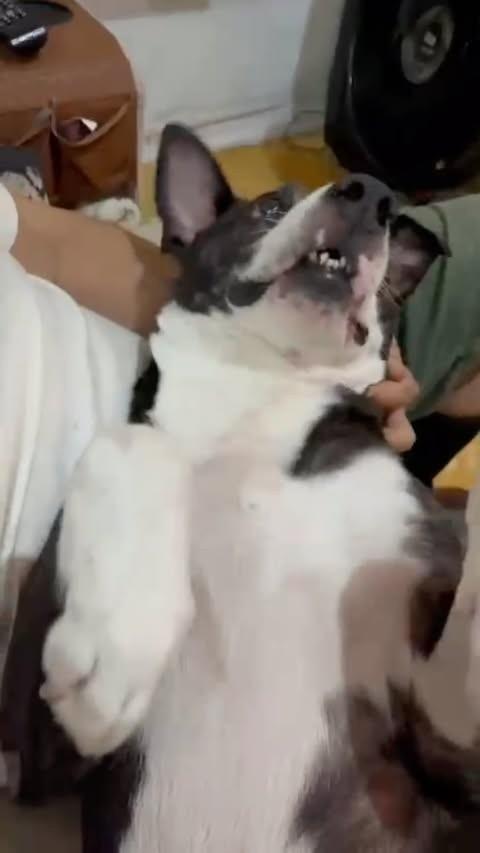 Sheik, cachorro de porte pequeno para adoção em Rio de Janeiro - RJ