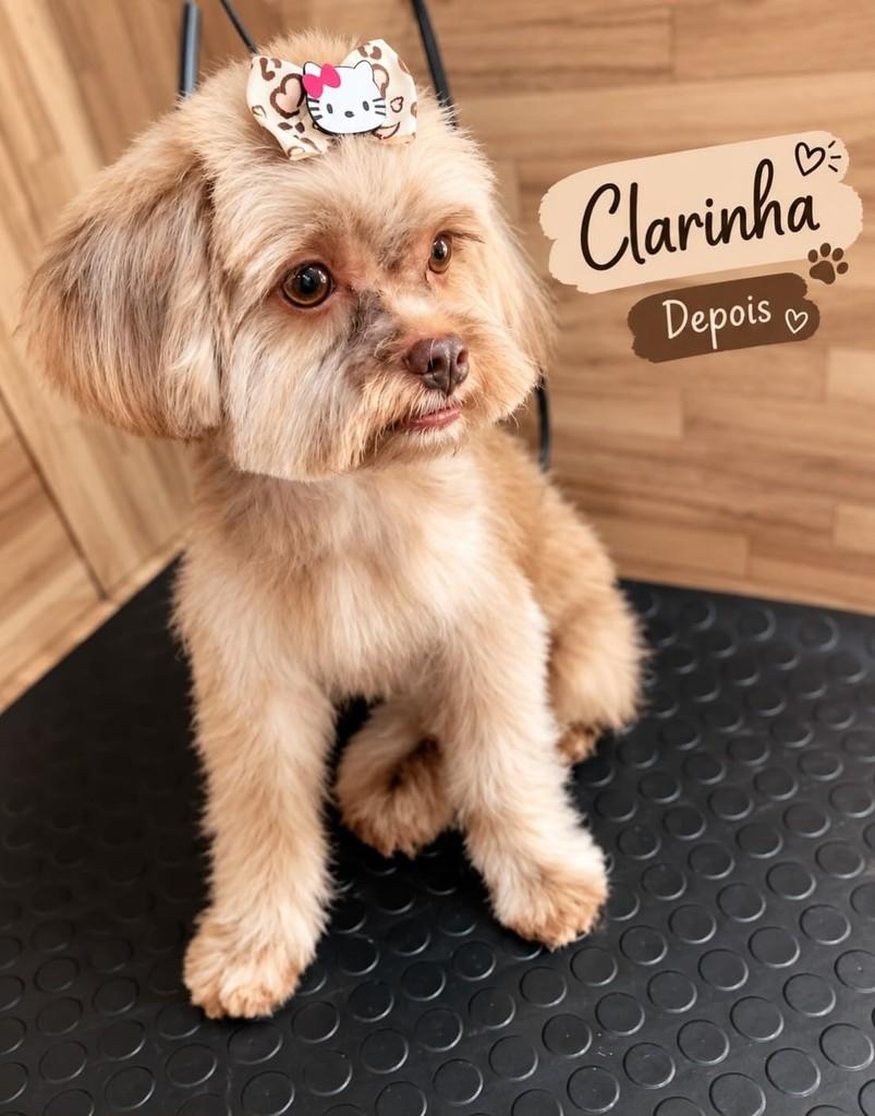 Clarinha, cadela de porte pequeno para adoção em Seropédica - RJ — foto 2 de 2