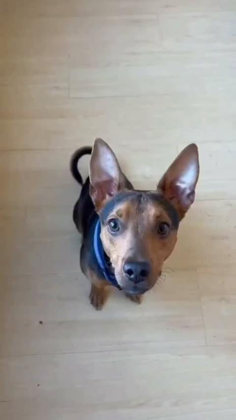 Netuno, cachorro de porte pequeno para adoção no Rio de Janeiro - RJ