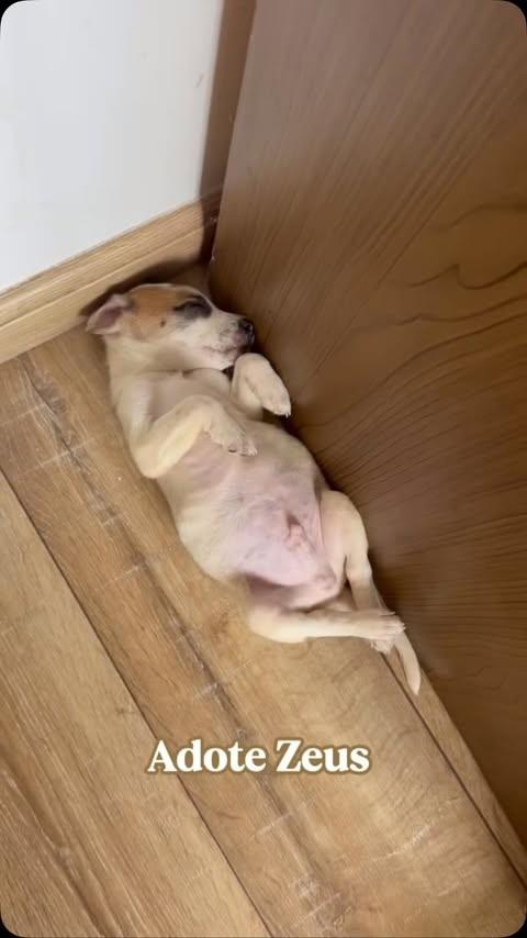 Zeus, cachorro de porte pequeno para adoção no Rio de Janeiro - RJ