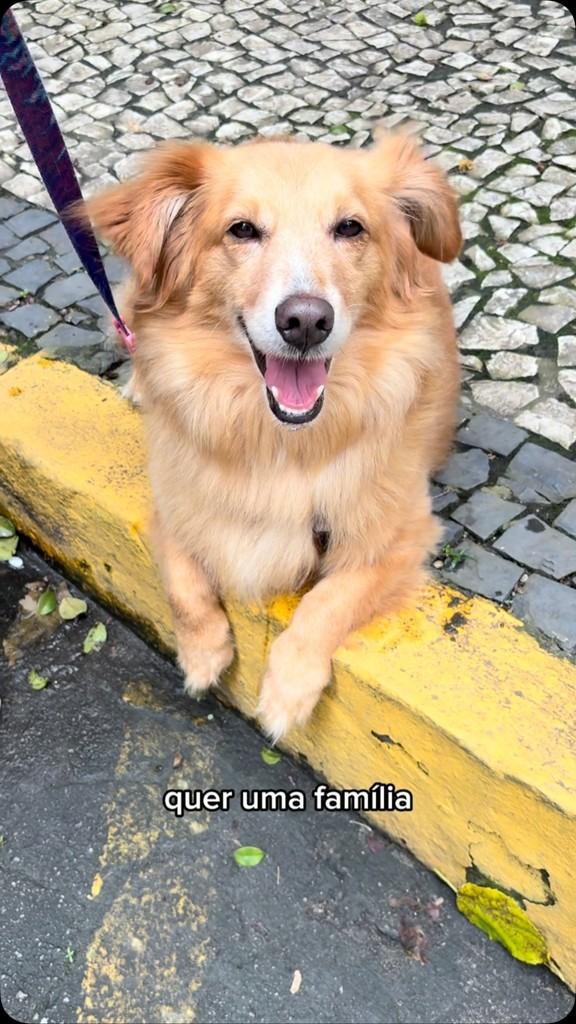 Léo, cachorro de porte pequeno para adoção no Rio de Janeiro - RJ