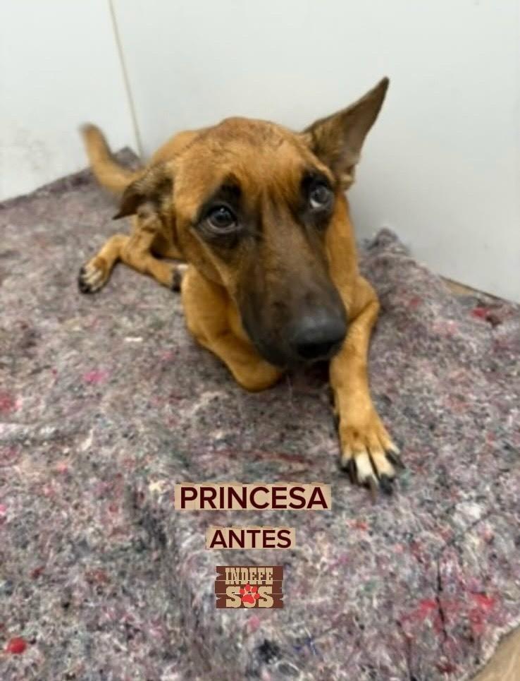 Princesa, cadela de porte médio para adoção no Rio de Janeiro - RJ
