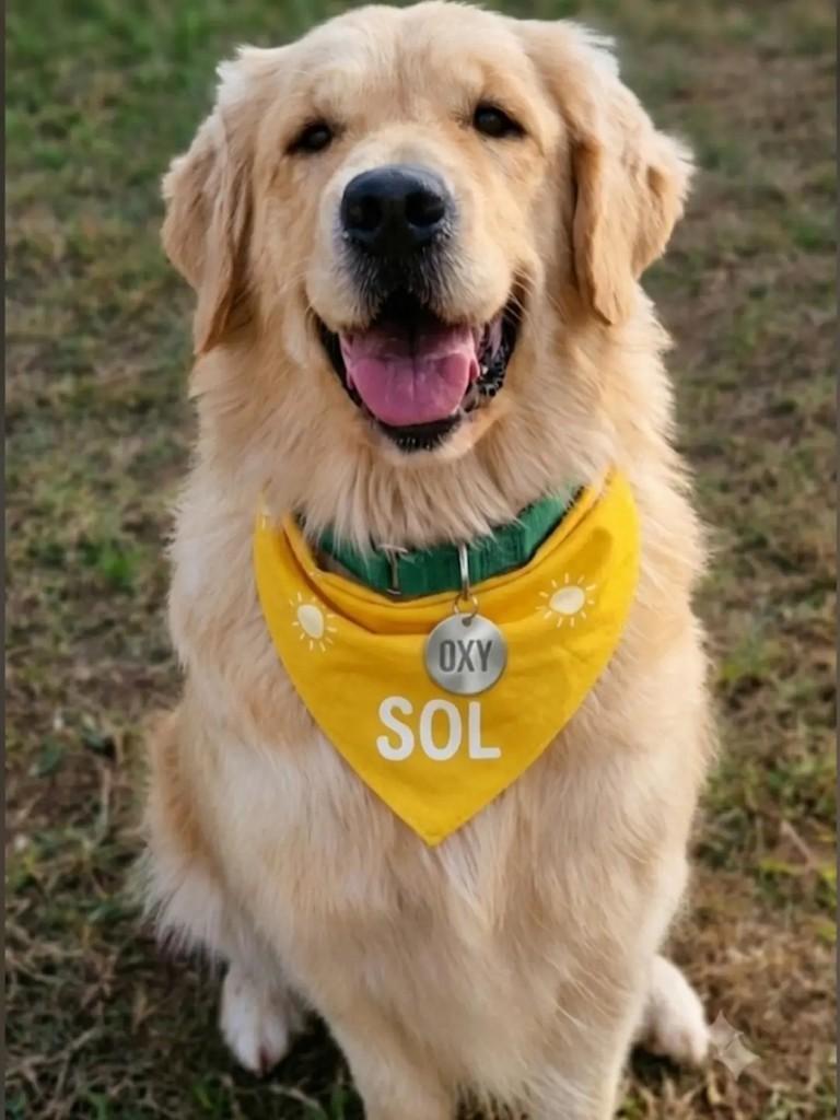 Sol, cachorro de porte grande para adoção em Caieiras - SP