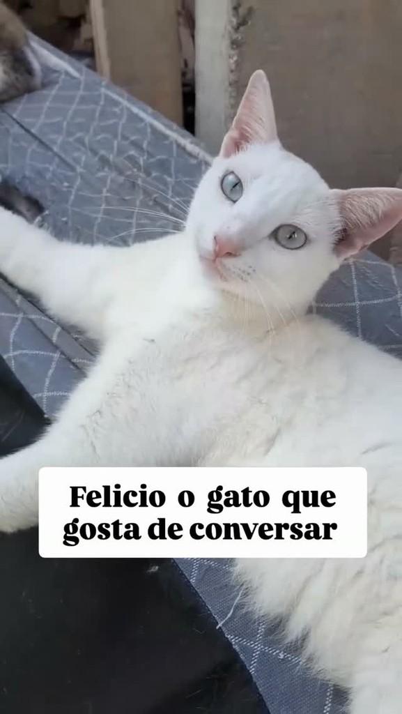 Felicio, gato de porte pequeno para adoção em Caieiras - SP