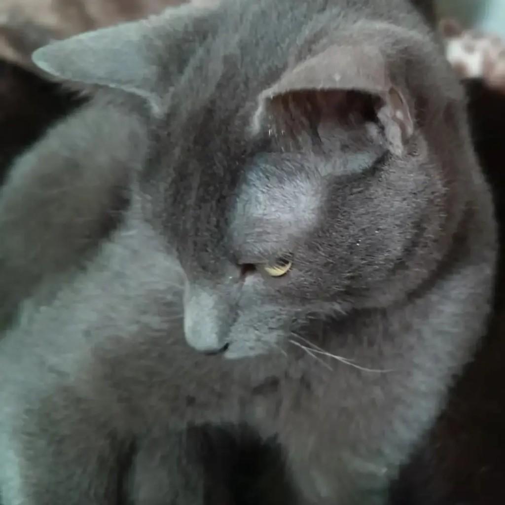 Milly, gato de porte pequeno para adoção em Caieiras - SP