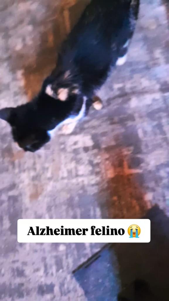 Darci, gato de porte médio para adoção em Caieiras - SP