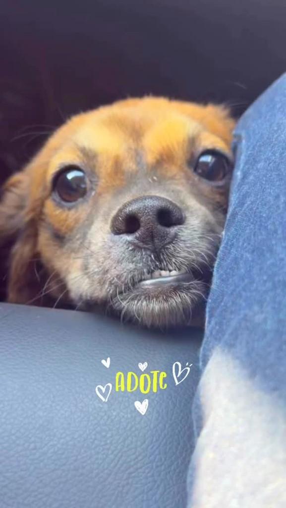 Doguinho, cachorro de porte pequeno para adoção em Campo Mourão - PR