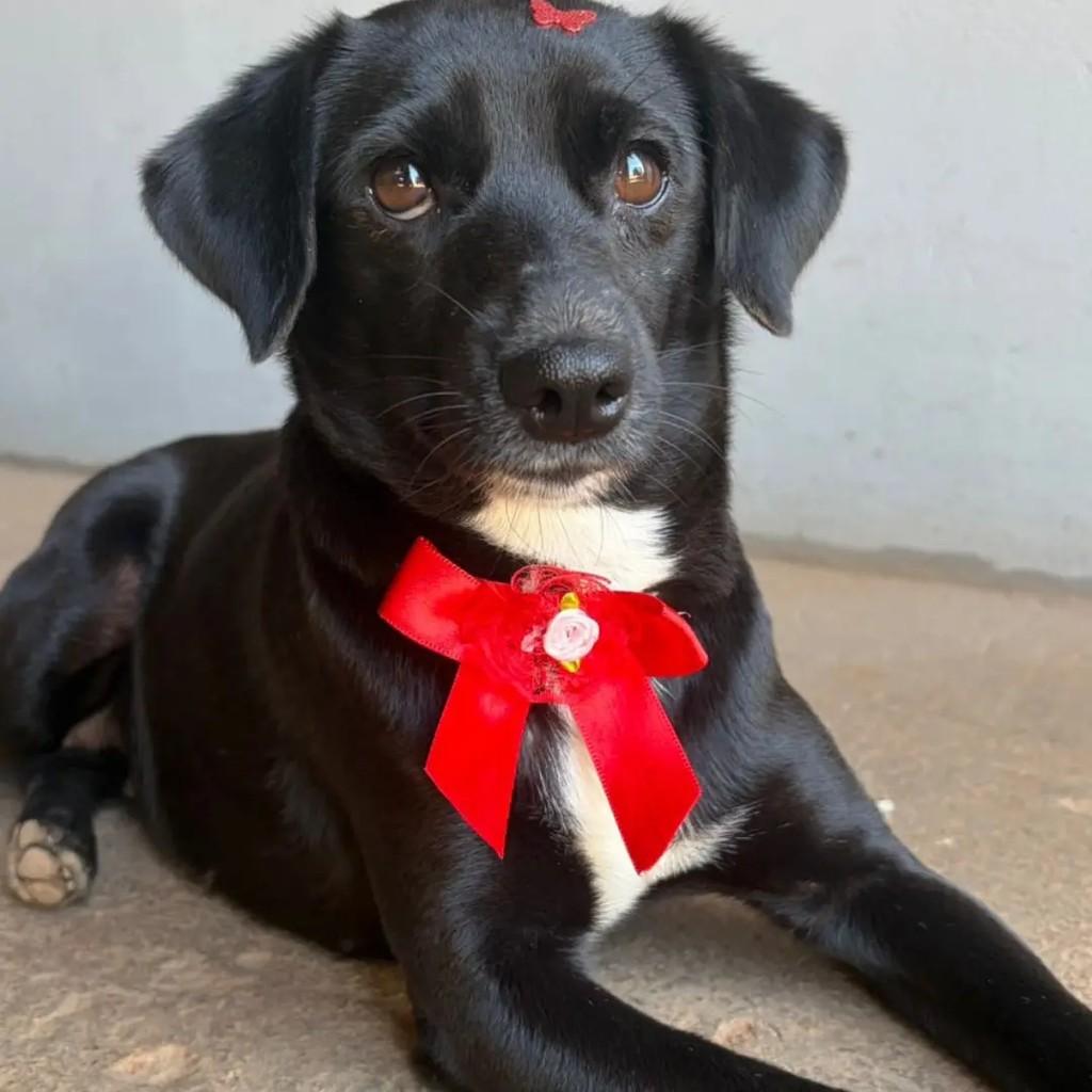 Ângela, cachorro de porte pequeno para adoção em Águas de Santa Bárbara - SP