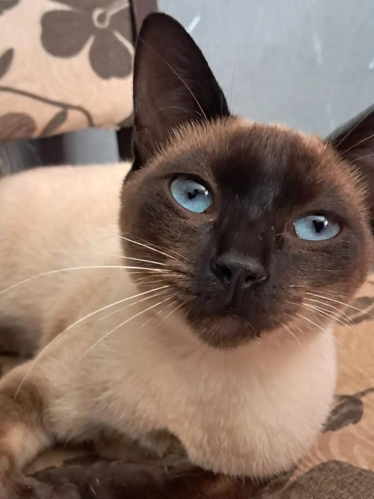 Princesa, gata de porte pequeno para adoção em Águas de Santa Bárbara - SP