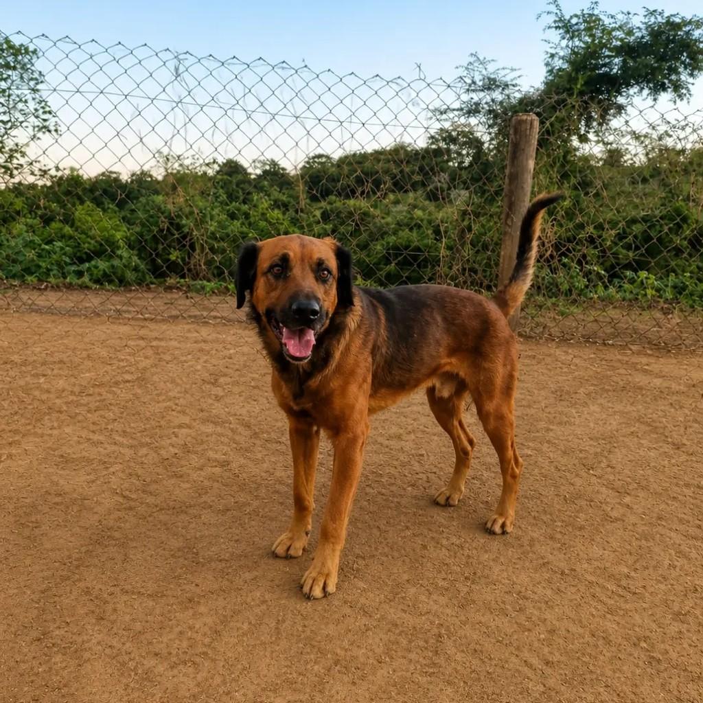 Tiagão, cachorro de porte grande para adoção em Águas de Santa Bárbara - SP