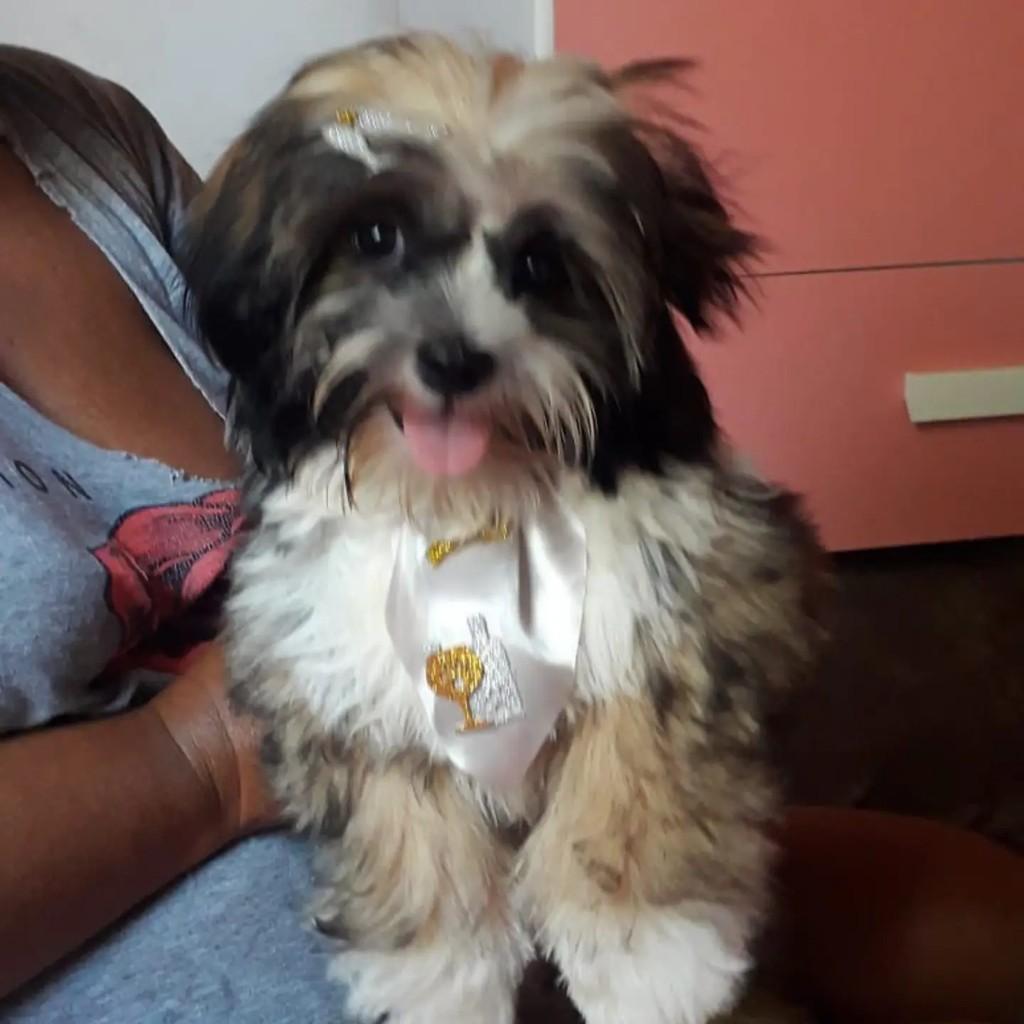 Bobo, cachorro de porte médio para adoção em Águas de Santa Bárbara - SP