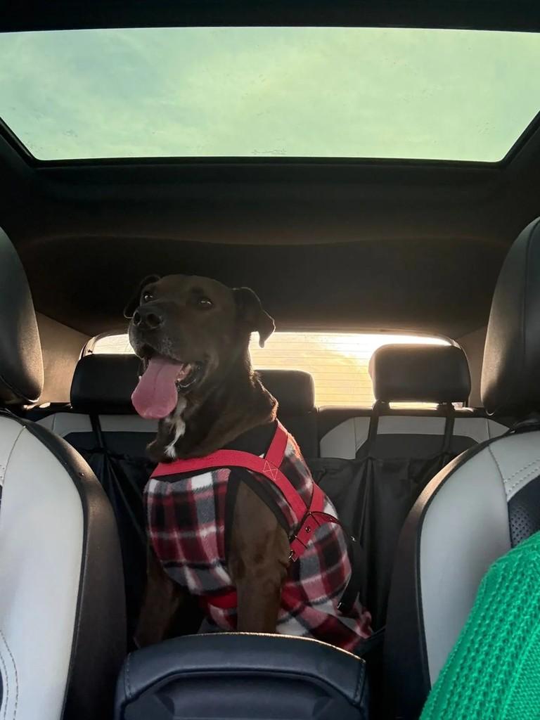 Tião, cachorro de porte médio para adoção em Águas de Santa Bárbara - SP