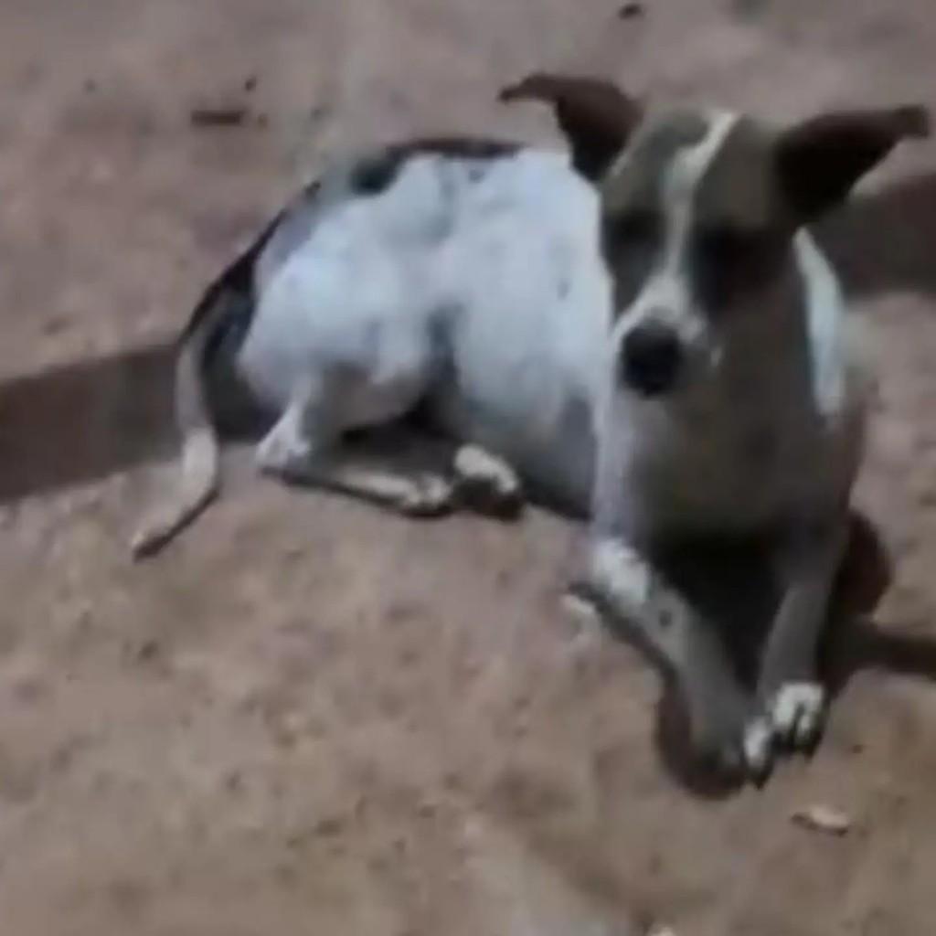 Nutella, cadela de porte pequeno para adoção em Águas de Santa Bárbara - SP