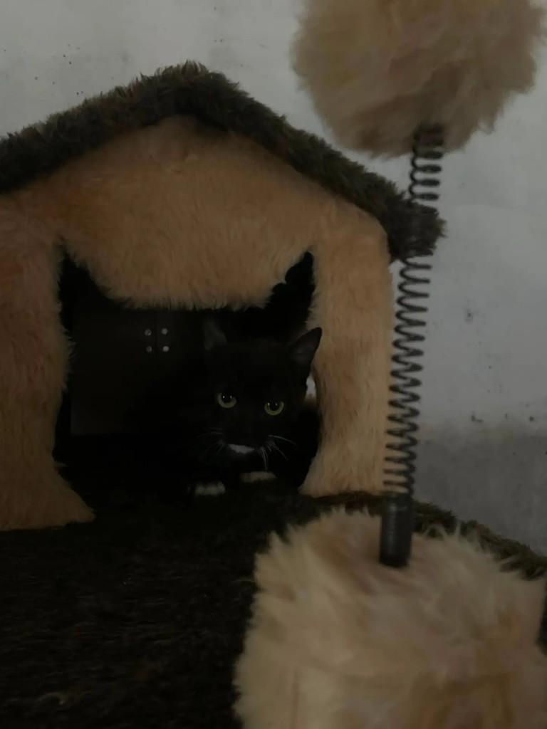 Felvinha, gata de porte pequeno para adoção em Águas de Santa Bárbara - SP