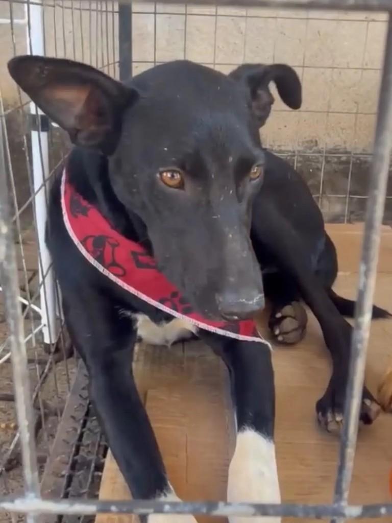 Leonardo, cachorro de porte médio para adoção em Águas de Santa Bárbara - SP