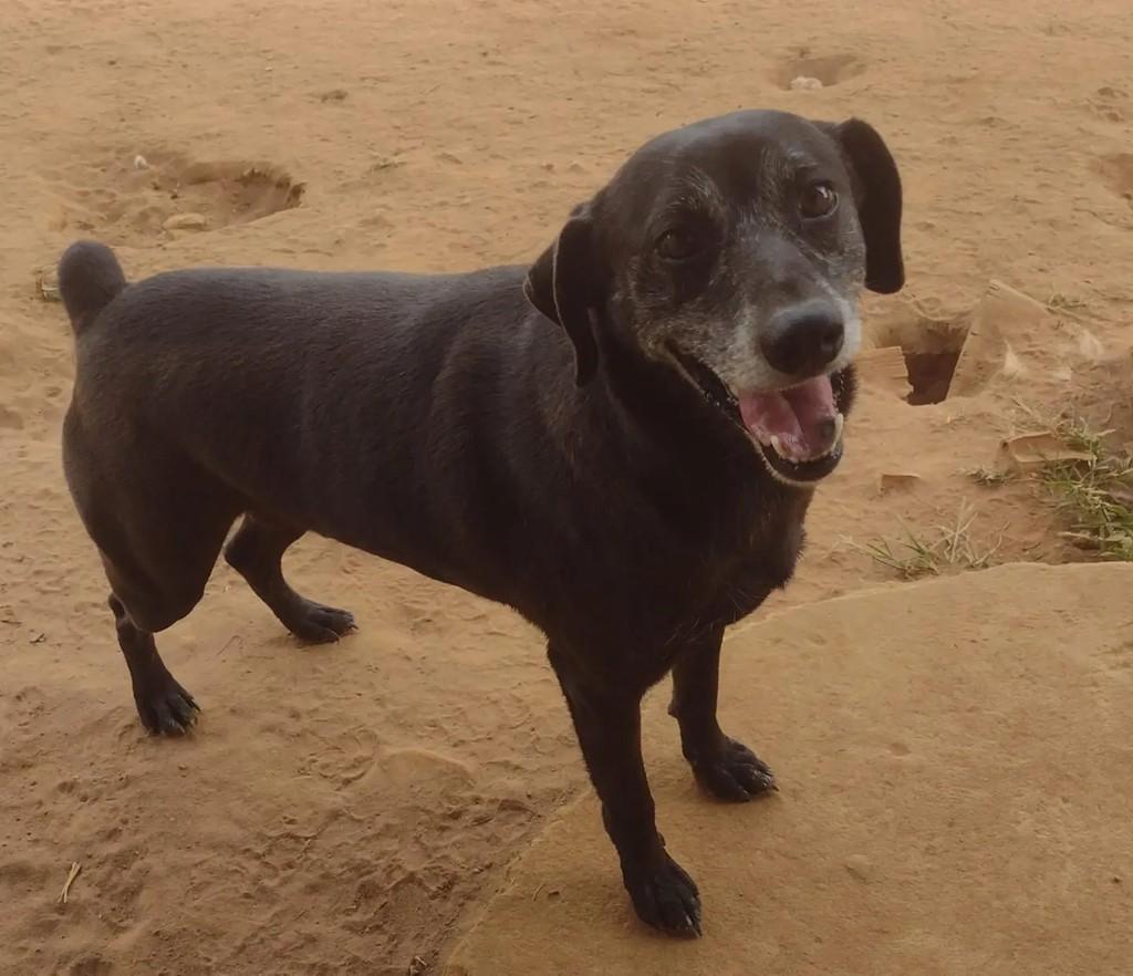 Angelo, cachorro de porte médio para adoção em Águas de Santa Bárbara - SP