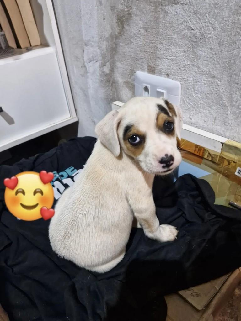 Filhotinha, cachorro de porte pequeno para adoção em Águas de Santa Bárbara - SP