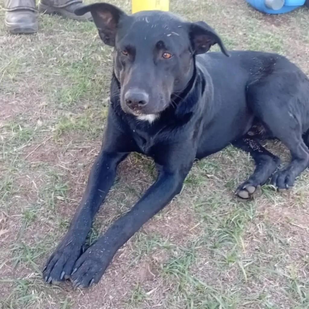 Negão, cachorro de porte médio para adoção em Águas de Santa Bárbara - SP