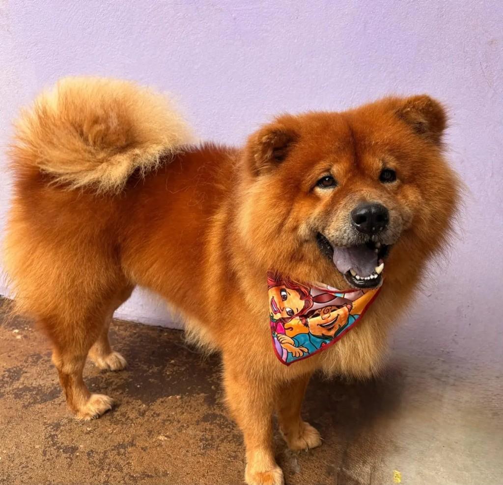 Sushi, cachorro de porte grande para adoção em Águas de Santa Bárbara - SP